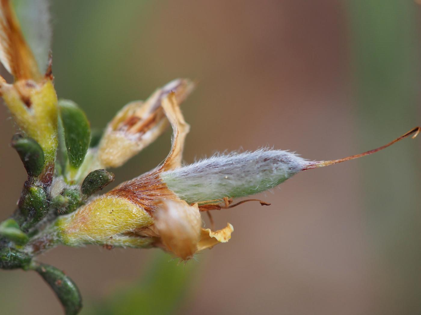 Greenweed, Hairy fruit